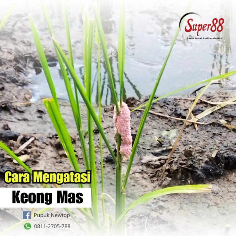 5 Cara Efektif Mengatasi Keong Mas