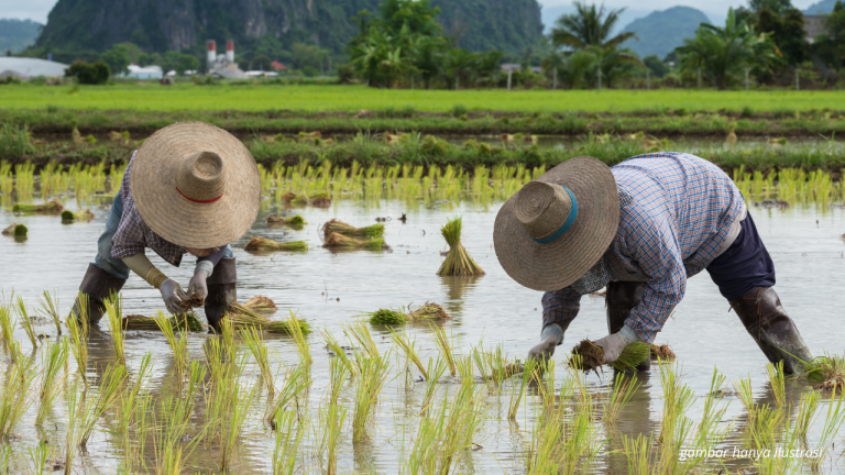 5 Tantangan Utama Petani di Indonesia